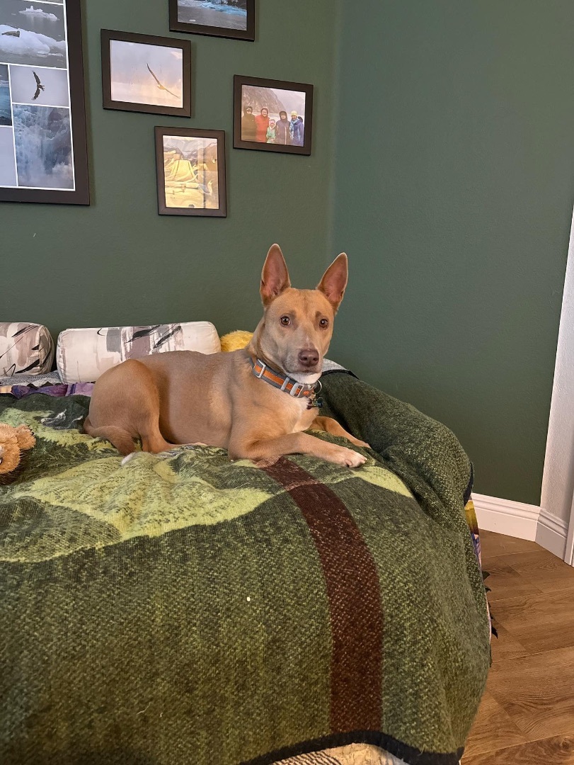 Enlarge Ellie, a Adopted mixed breed in Los Angeles, CA image 4/5