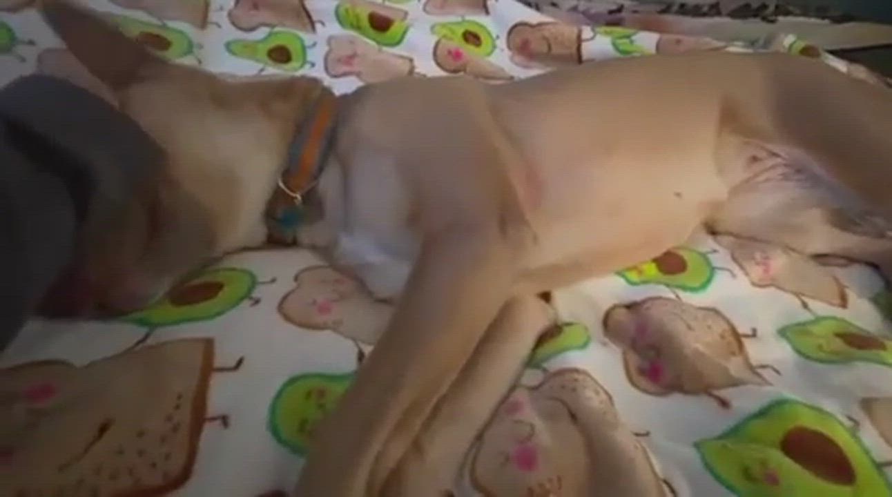 Enlarge Ellie, a Adopted mixed breed in Los Angeles, CA video 5/5