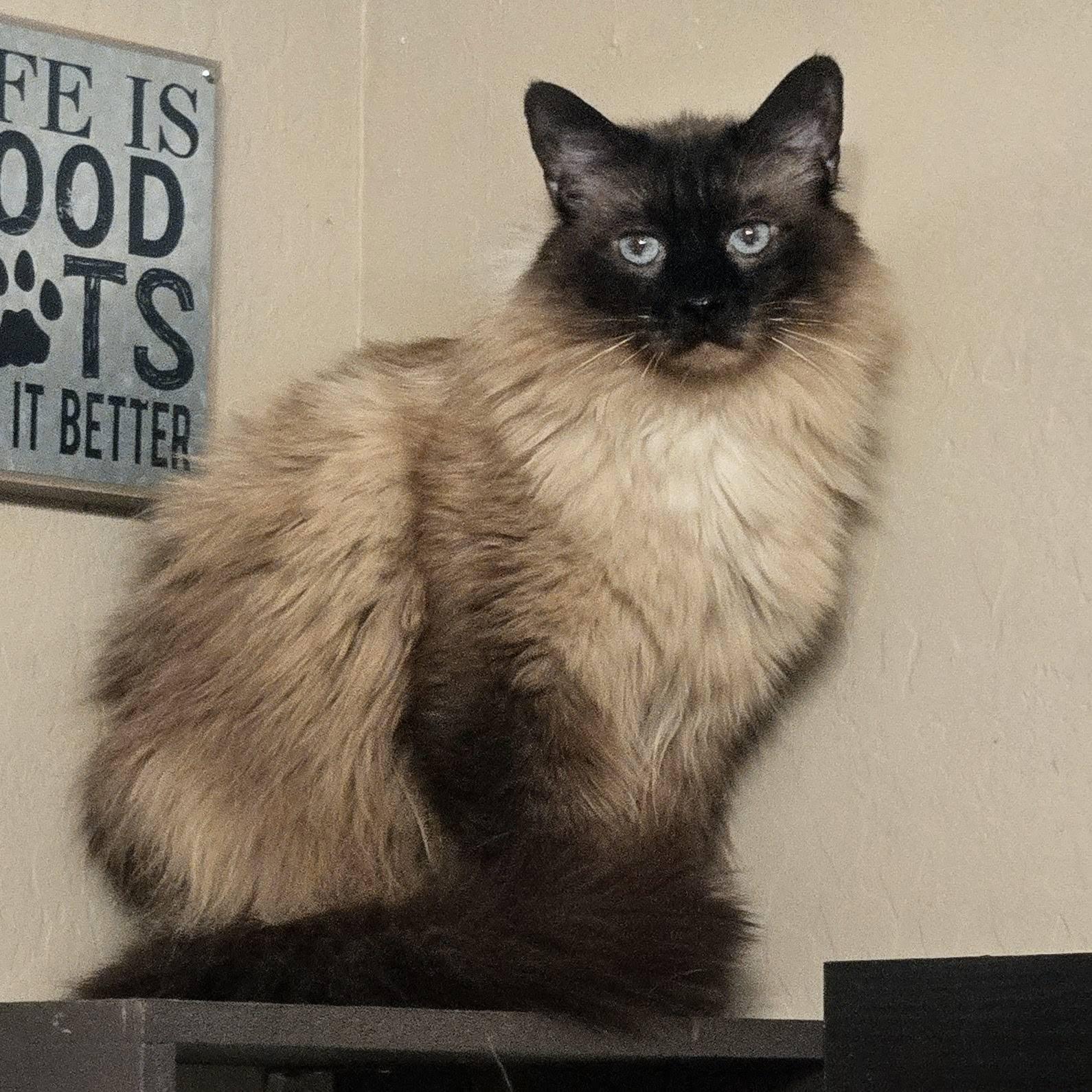 Tater, ADOPTABLE, Adult Male Siamese & Domestic Long Hair.
