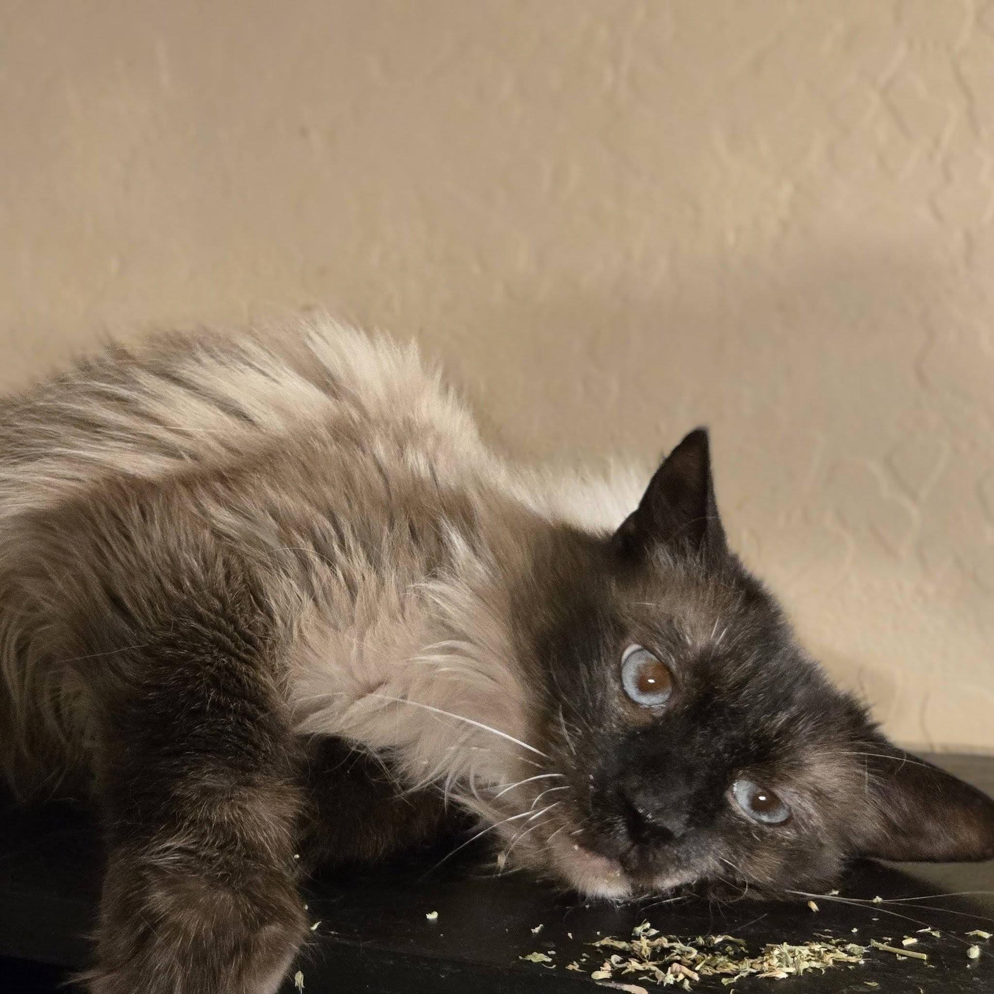 Enlarge Tater, a ADOPTABLE mixed breed in Queen Creek, AZ image 4/4