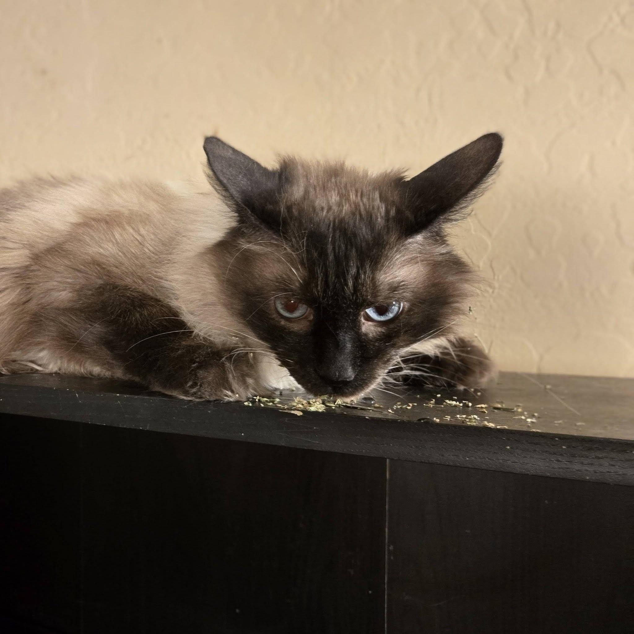 Enlarge Tater, a ADOPTABLE mixed breed in Queen Creek, AZ image 3/4