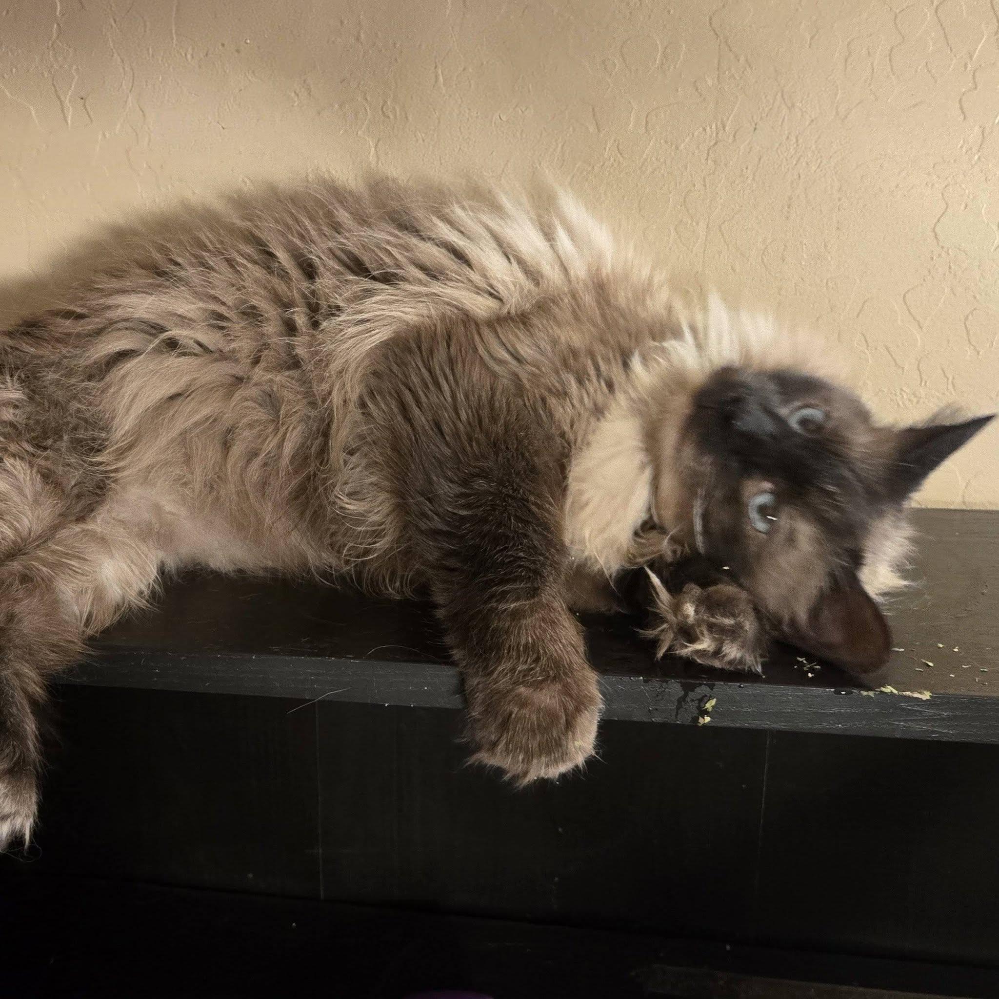Enlarge Tater, a ADOPTABLE mixed breed in Queen Creek, AZ image 2/4