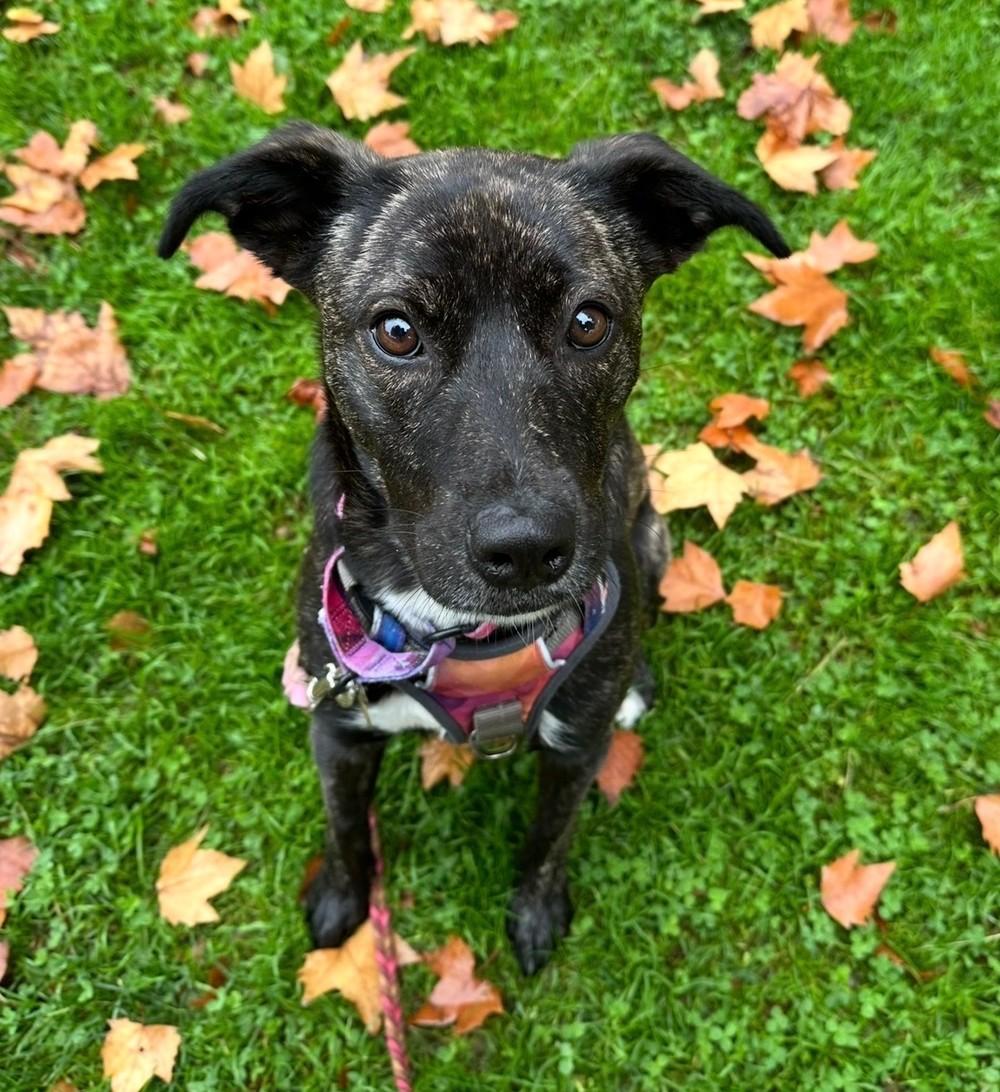 Enlarge Nori, a ADOPTABLE mixed breed in Closter, NJ image 1/6