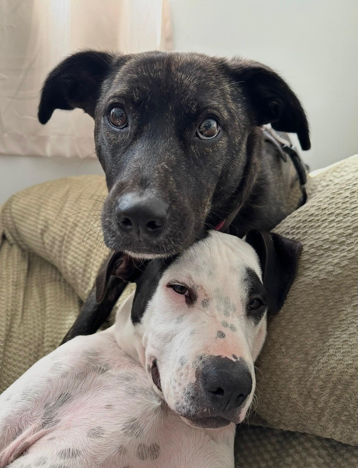 Enlarge Nori, a ADOPTABLE mixed breed in Closter, NJ image 2/6