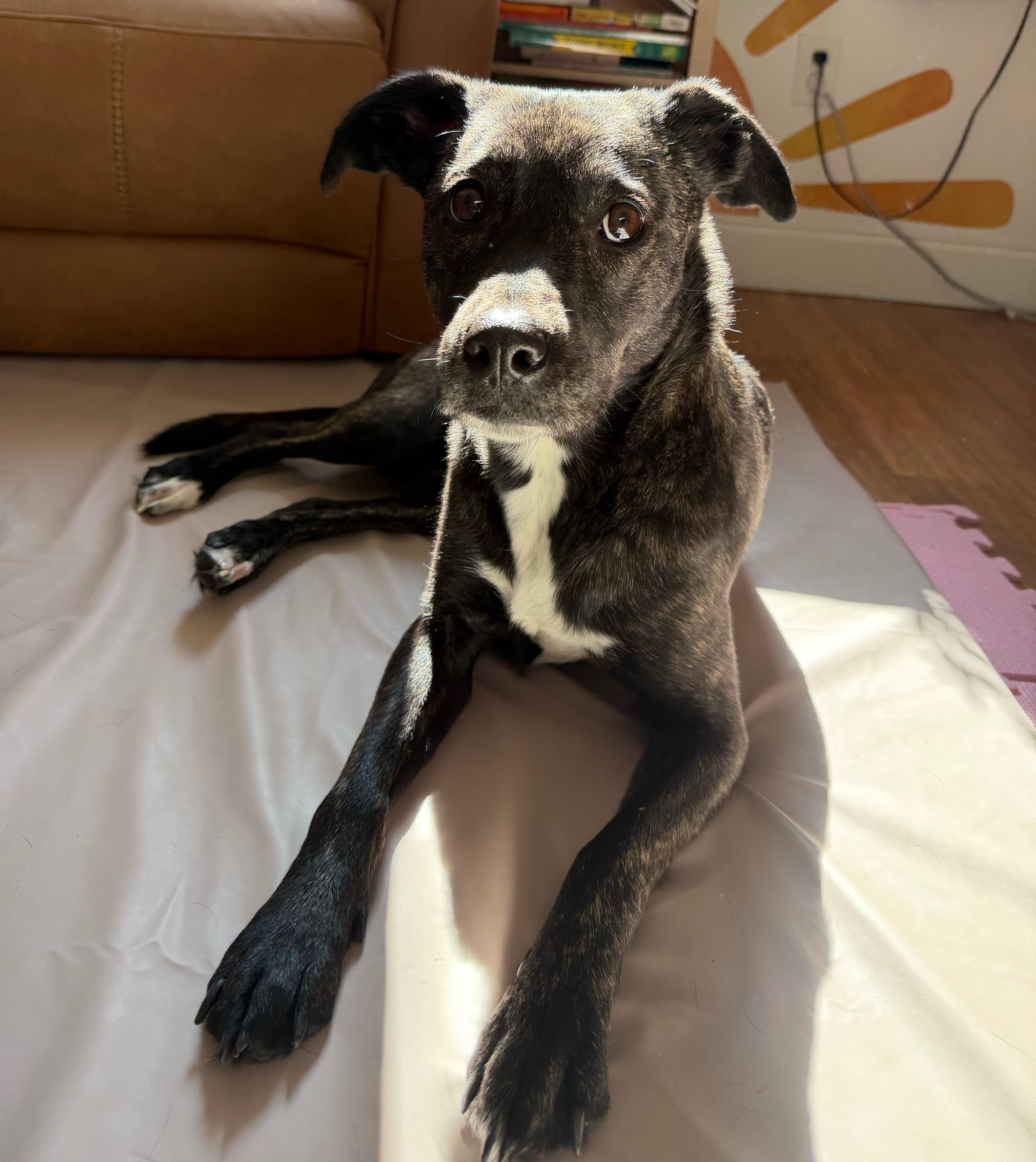 Enlarge Nori, a ADOPTABLE mixed breed in Closter, NJ image 6/6