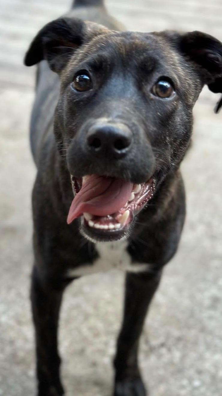 Enlarge Nori, a ADOPTABLE mixed breed in Closter, NJ image 4/6