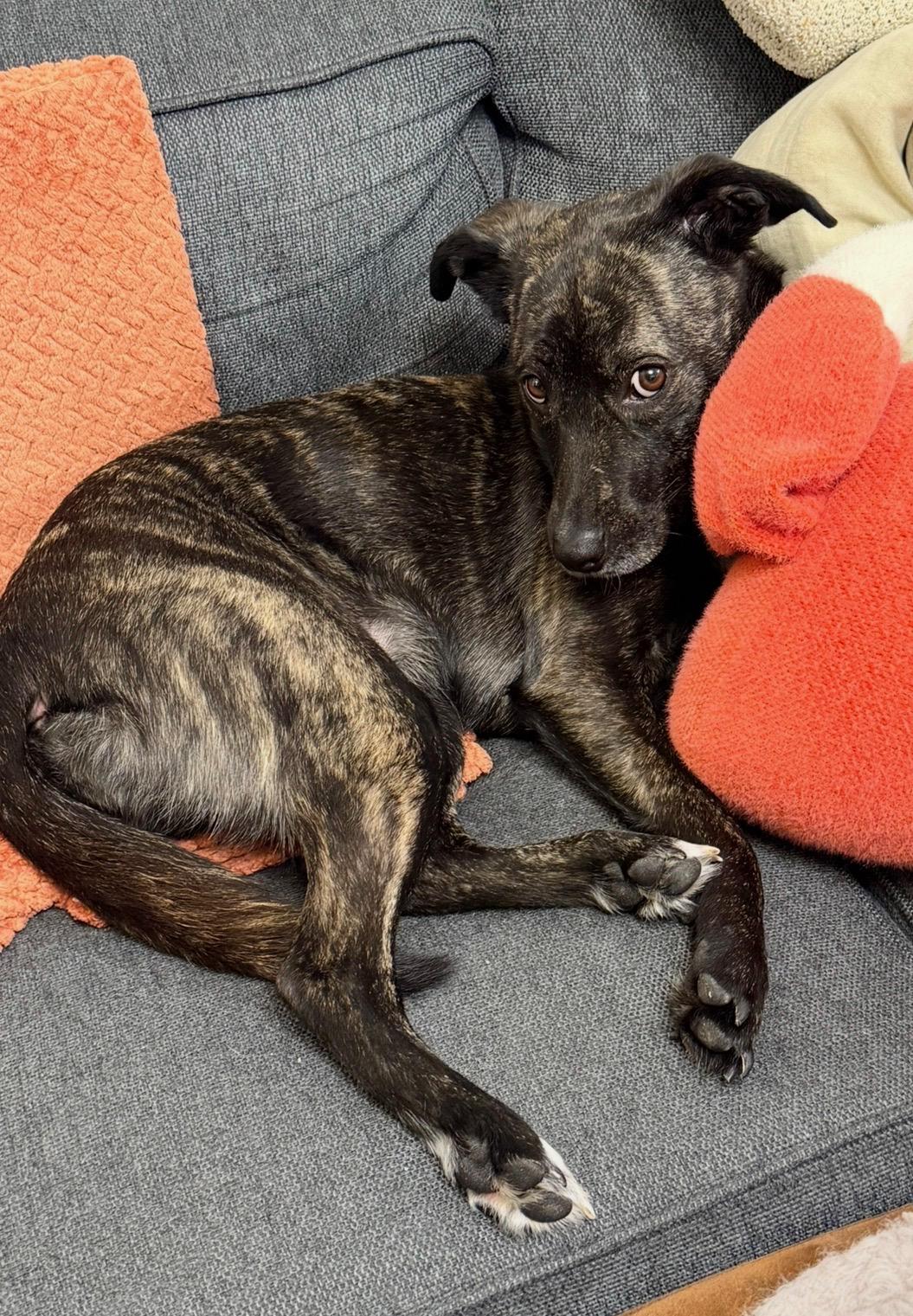 Enlarge Nori, a ADOPTABLE mixed breed in Closter, NJ image 3/6