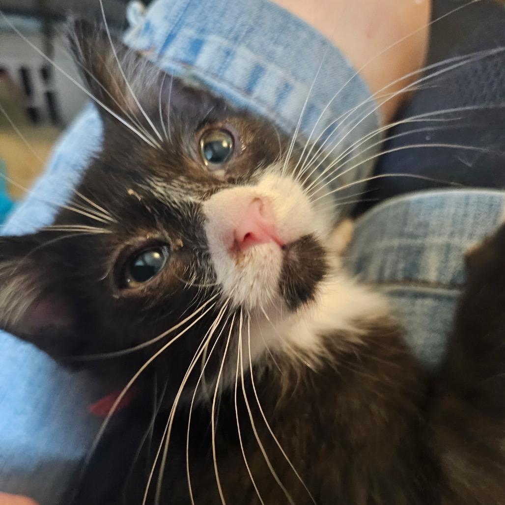 Phantom-Pink Collar, Adoptable, Kitten Male Domestic Short Hair.