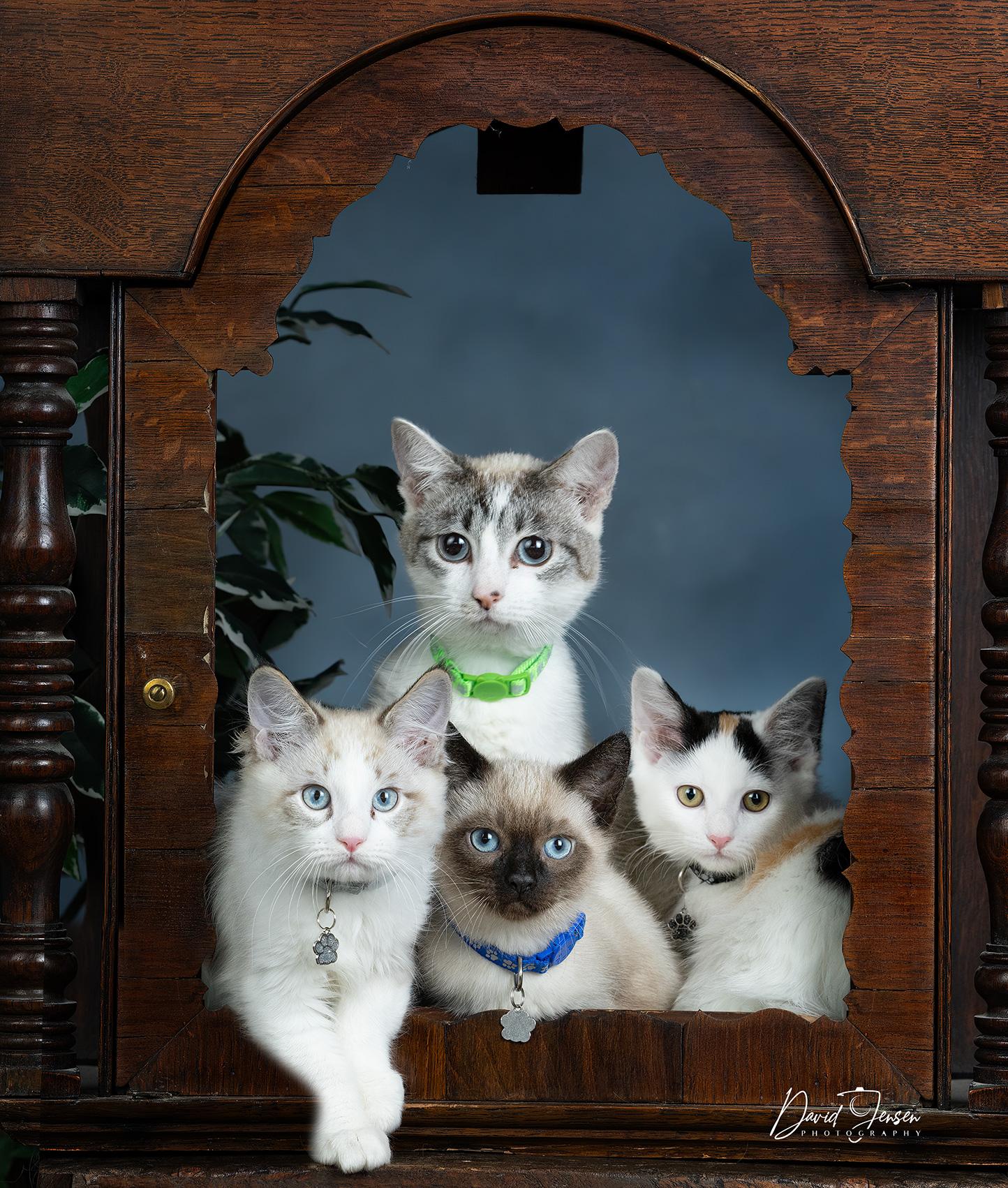 Dawn, Cloud, Ripple Koi, ADOPTABLE, Young Female Domestic Short Hair.