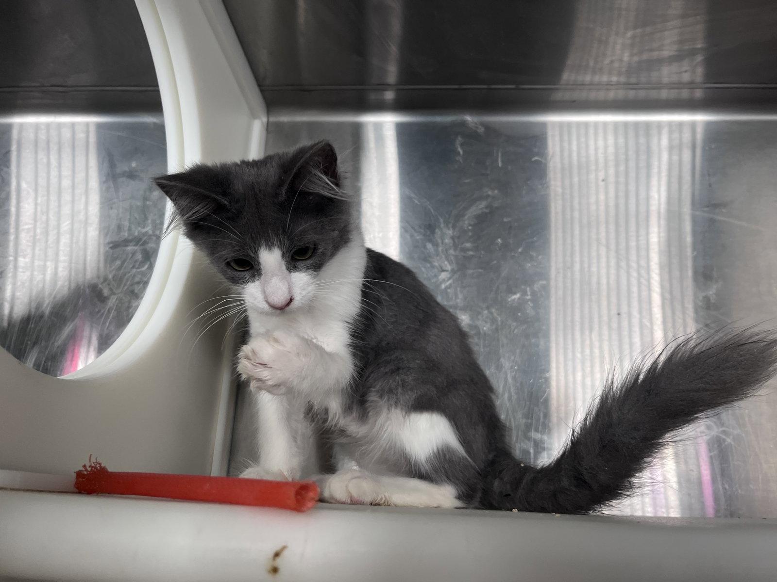 Enlarge Mark, a Adoptable Domestic Short Hair in Carrollton, GA image 1/3