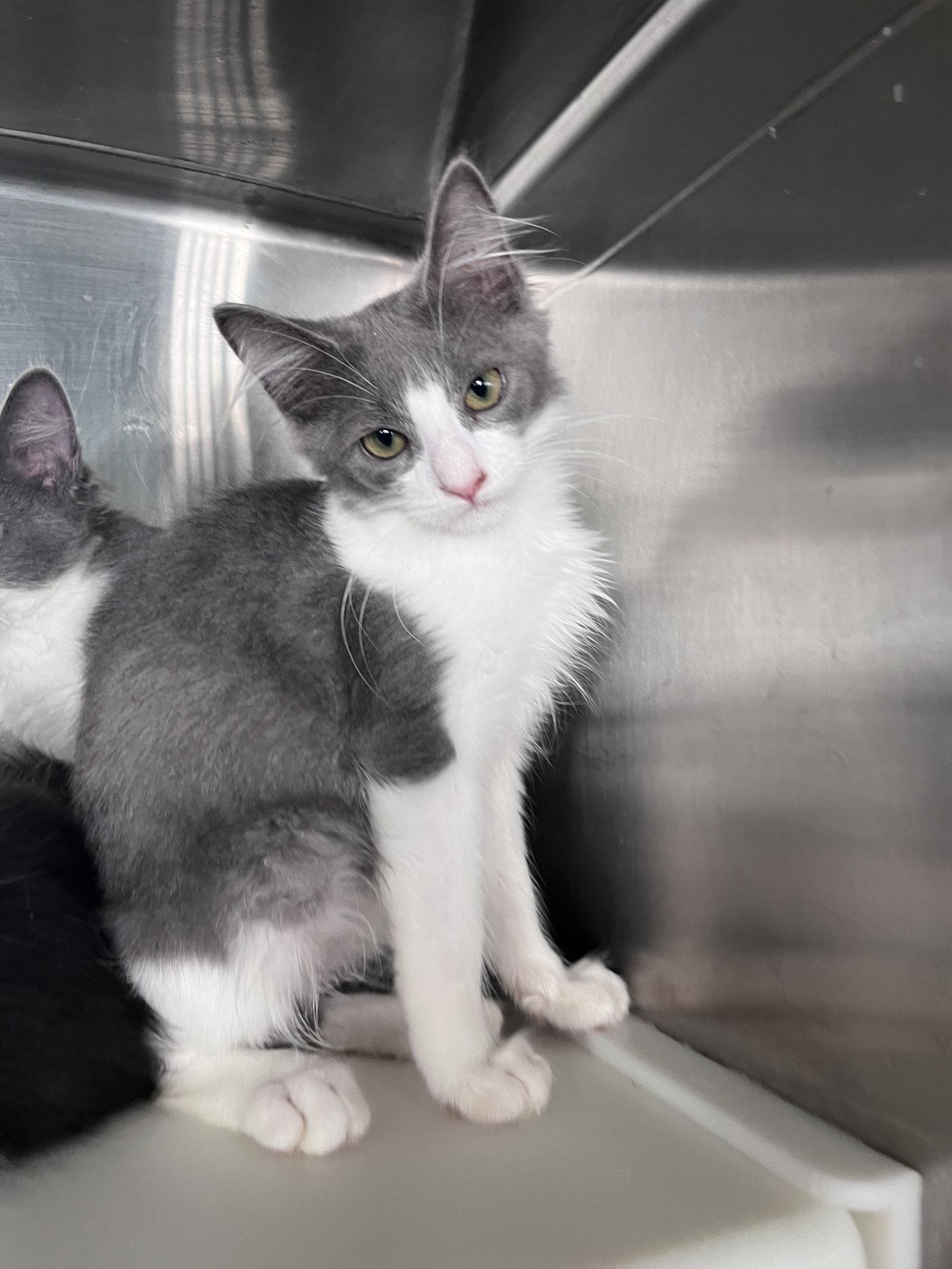 Enlarge Mark, a Adoptable Domestic Short Hair in Carrollton, GA image 2/3