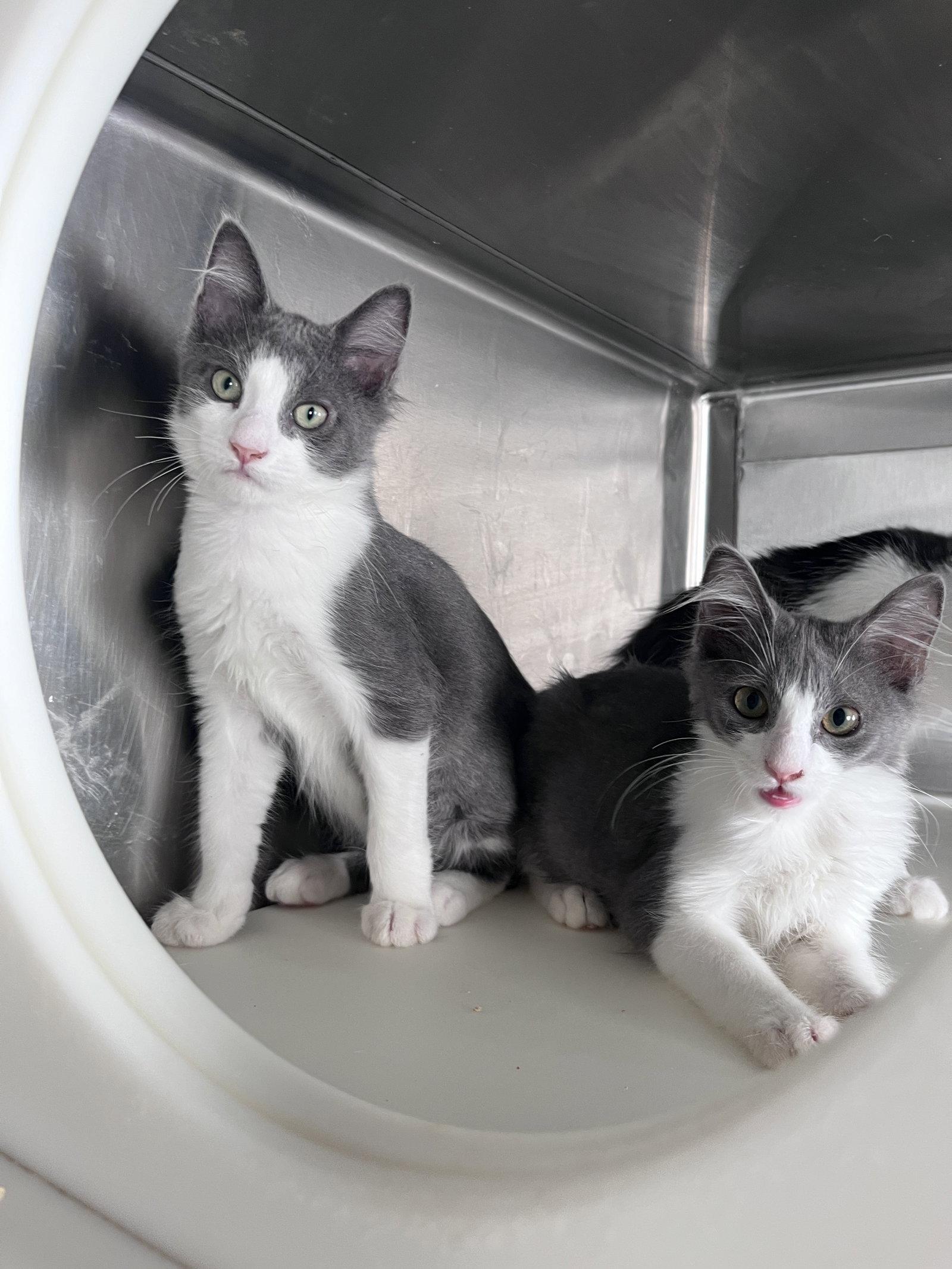 Enlarge Mark, a Adoptable Domestic Short Hair in Carrollton, GA image 3/3