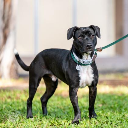 Enlarge Rio, a Adoptable mixed breed in Honolulu, HI image 1/2