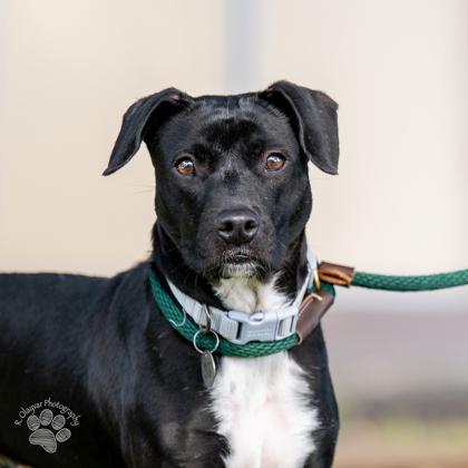 Enlarge Rio, a Adoptable mixed breed in Honolulu, HI image 2/2