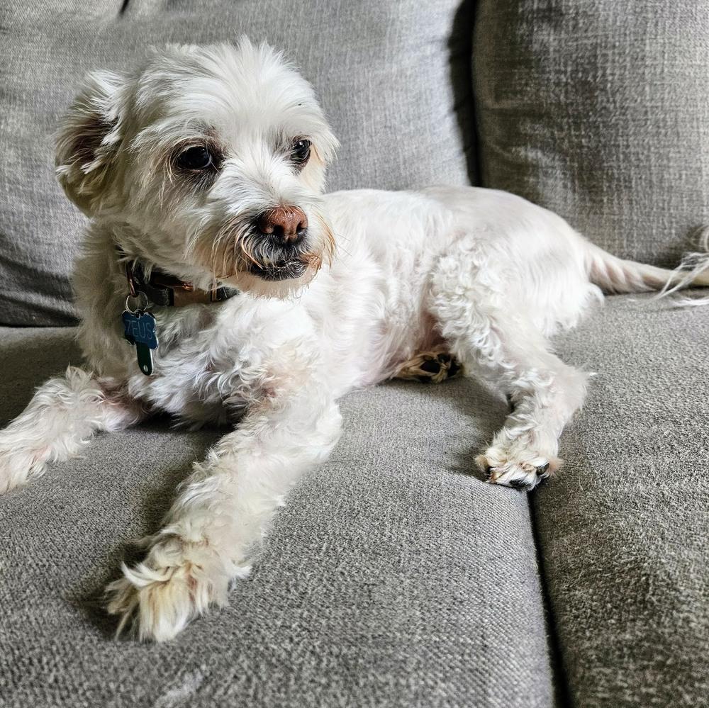 Zeusy, Adoptable, Senior Male Havanese & Shih Tzu.