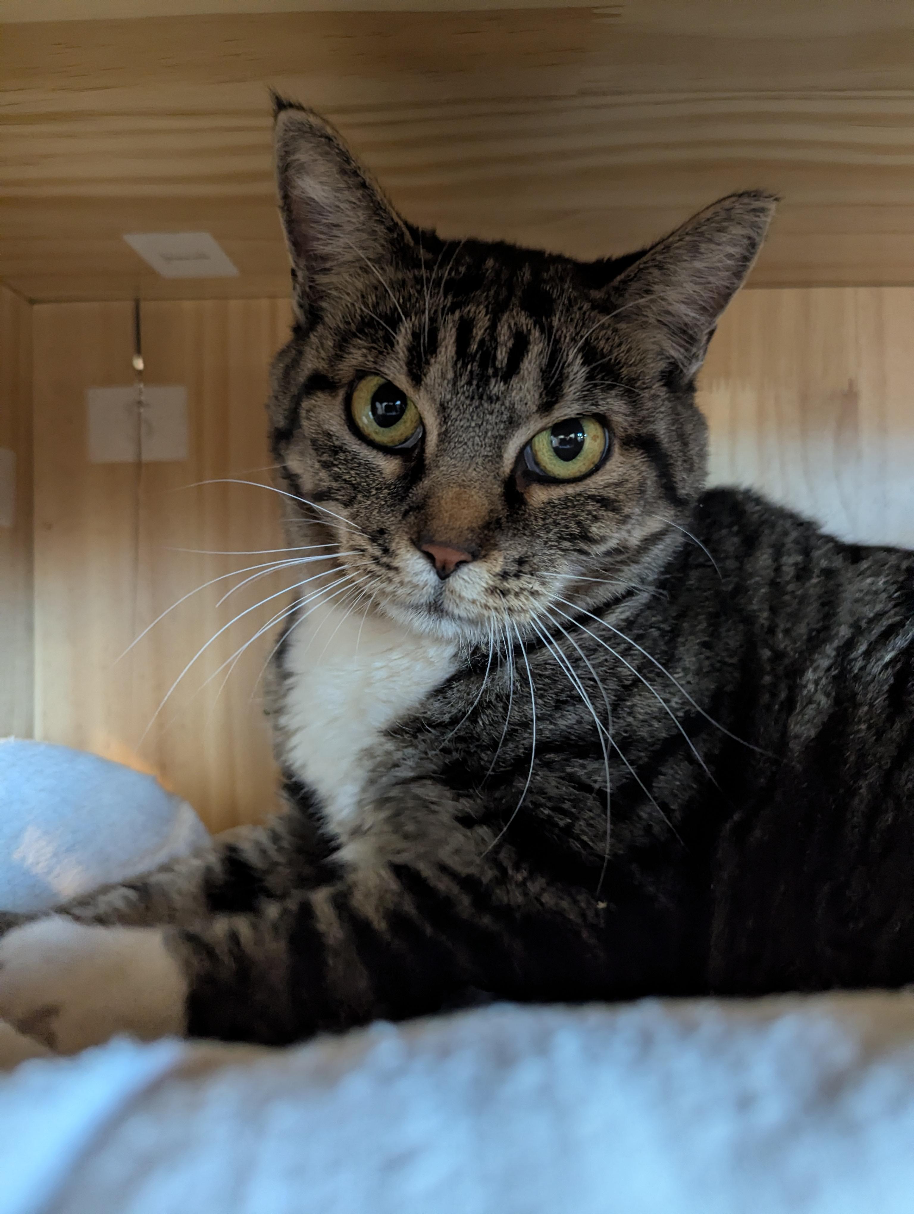 Ms. Dorian Gray, a Adoptable Tabby in Torrey, UT image 1/2