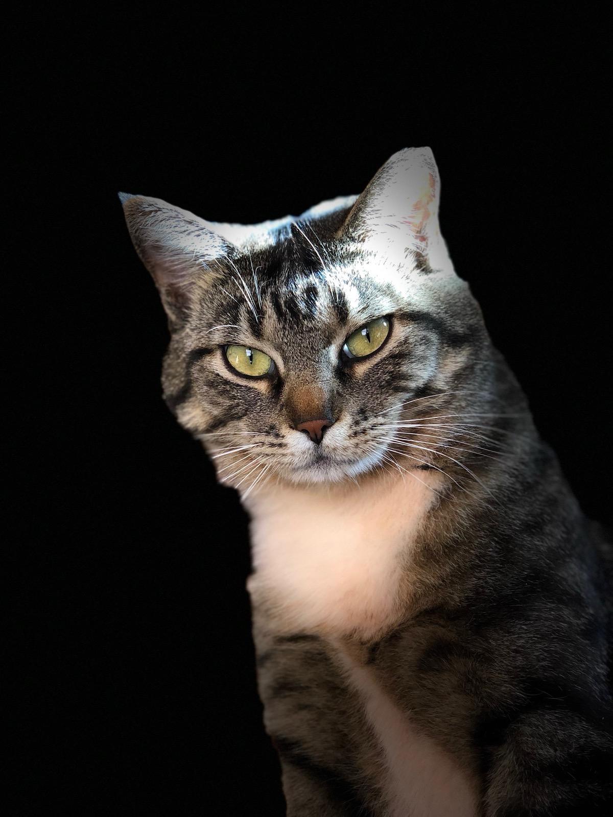 Ms. Dorian Gray, a Adoptable Tabby in Torrey, UT image 2/2