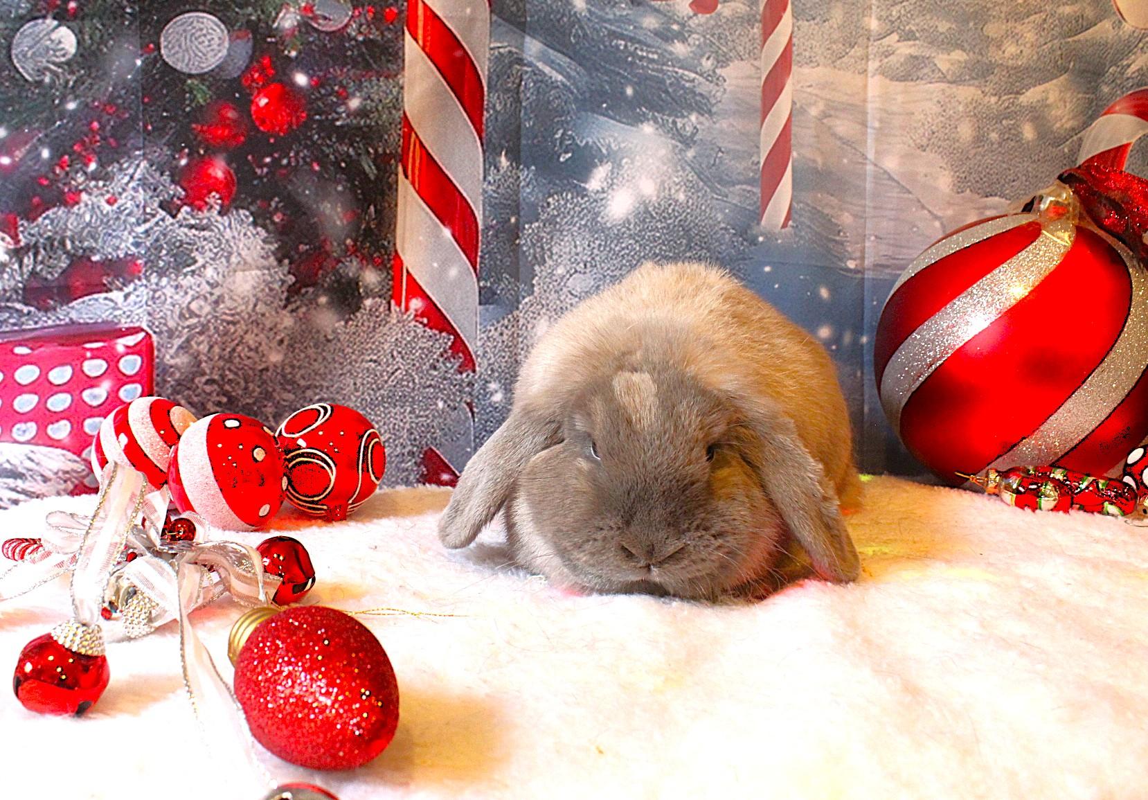 Pink Lady, adopted, Young Female Lop Eared.