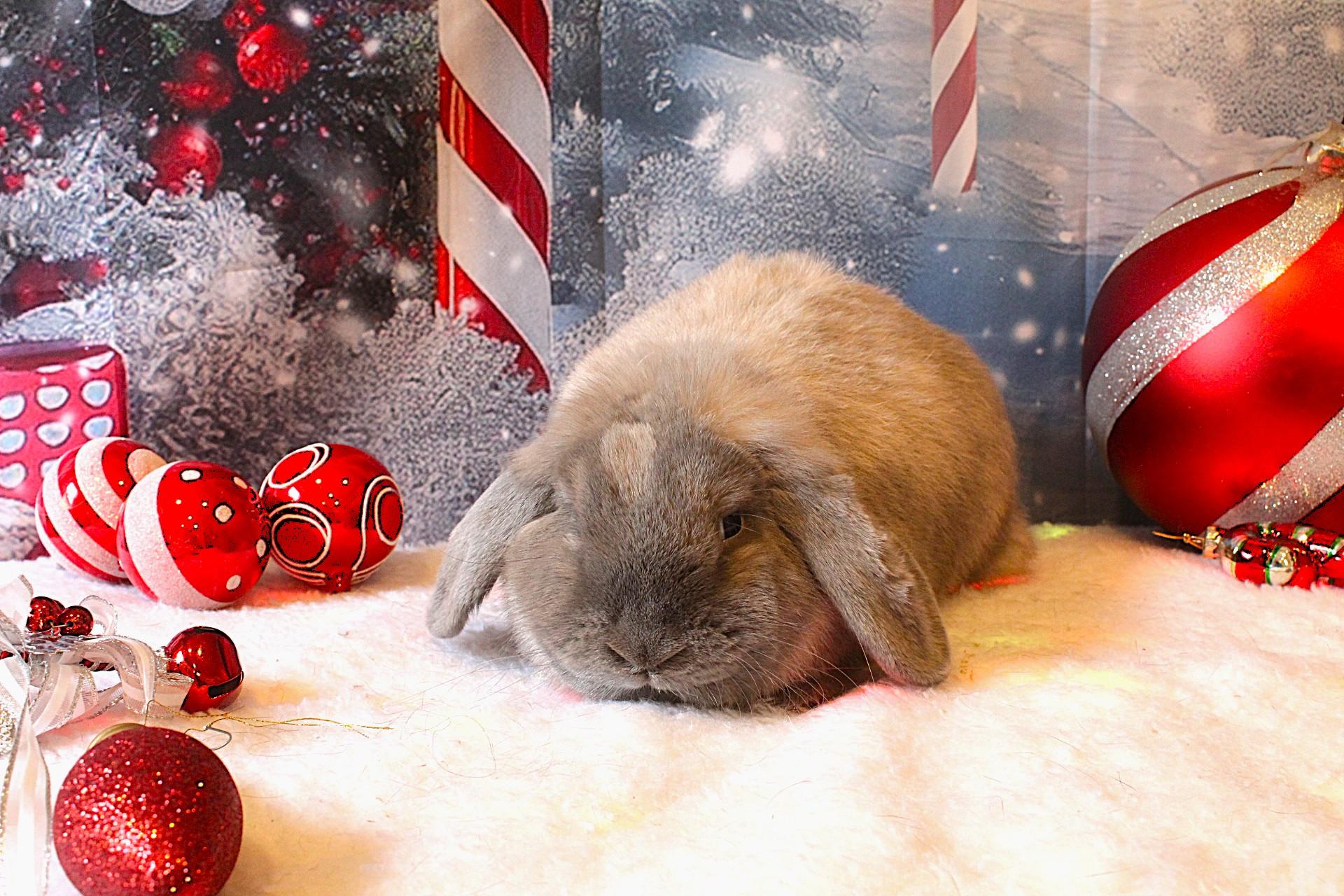 Enlarge Pink Lady, an adopted Lop Eared in Hillside, NJ image 2/3
