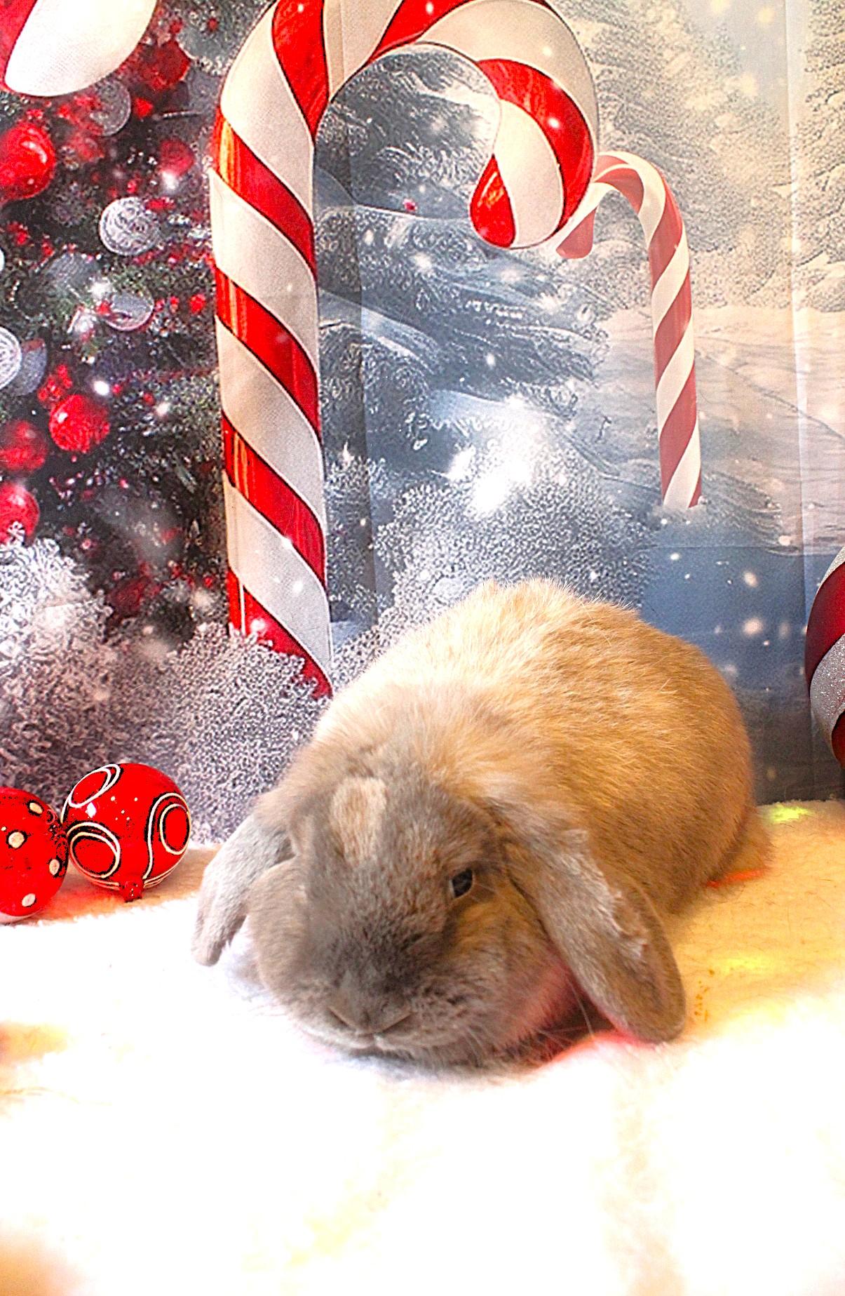 Enlarge Pink Lady, an adopted Lop Eared in Hillside, NJ image 3/3