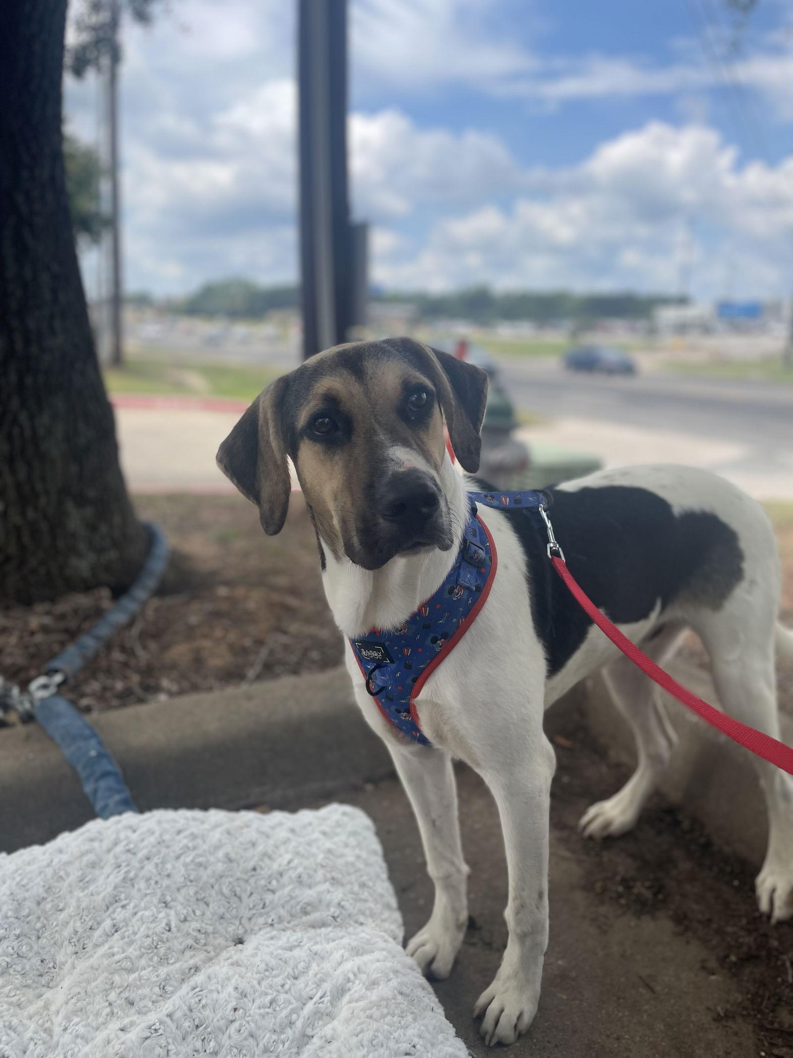 Rocky, Adoptable, Young Male Catahoula Leopard Dog & Mountain Cur.