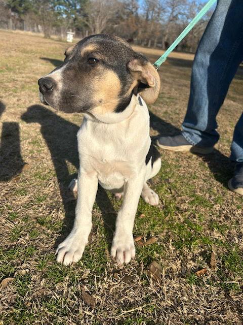 Enlarge Rocky, a Adoptable mixed breed in Gun Barrel City, TX image 2/3