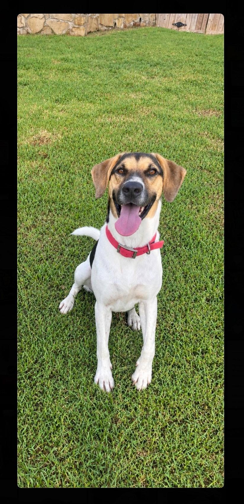 Enlarge Rocky, a Adoptable mixed breed in Gun Barrel City, TX image 3/3