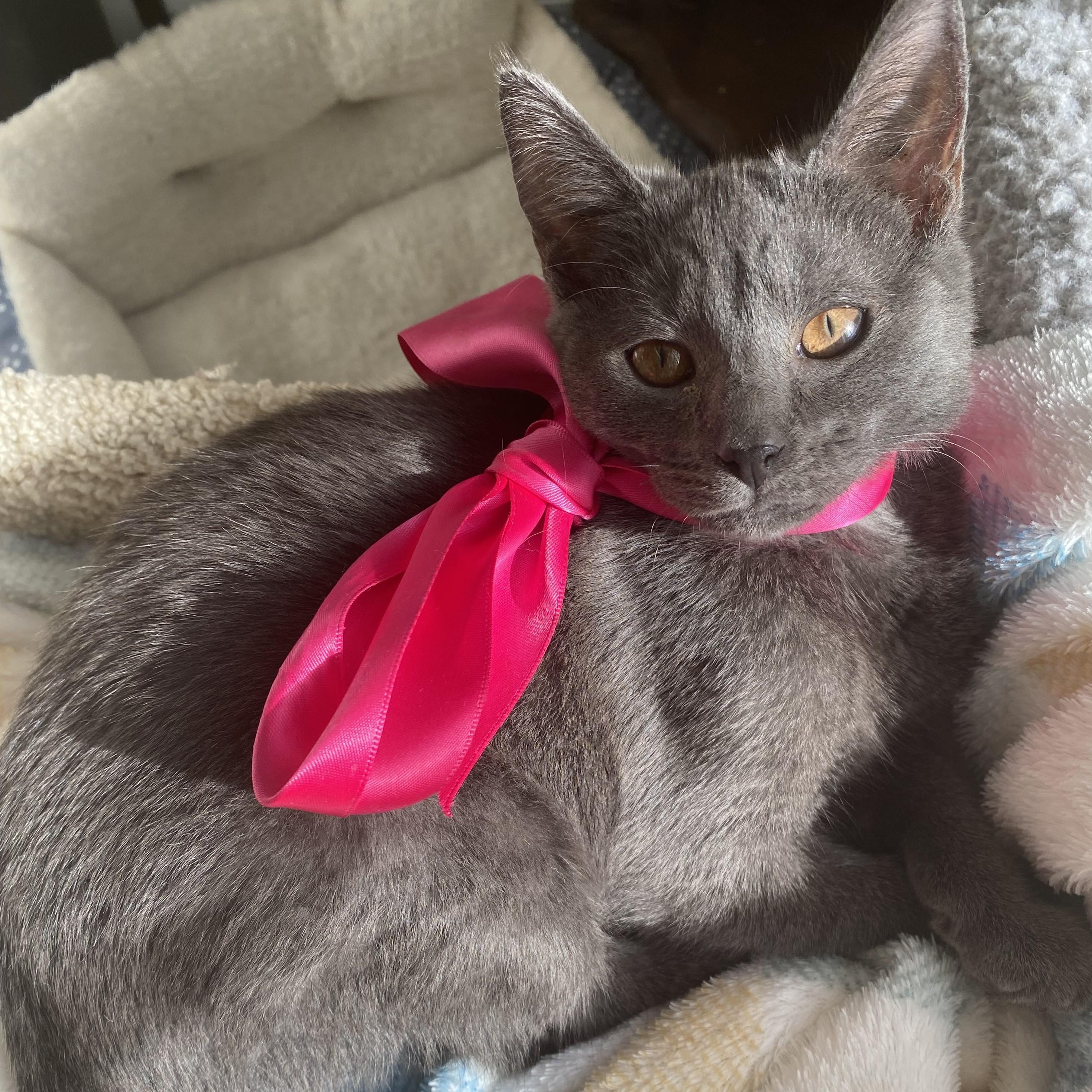 Mao, Adoptable, Young Female Domestic Short Hair.