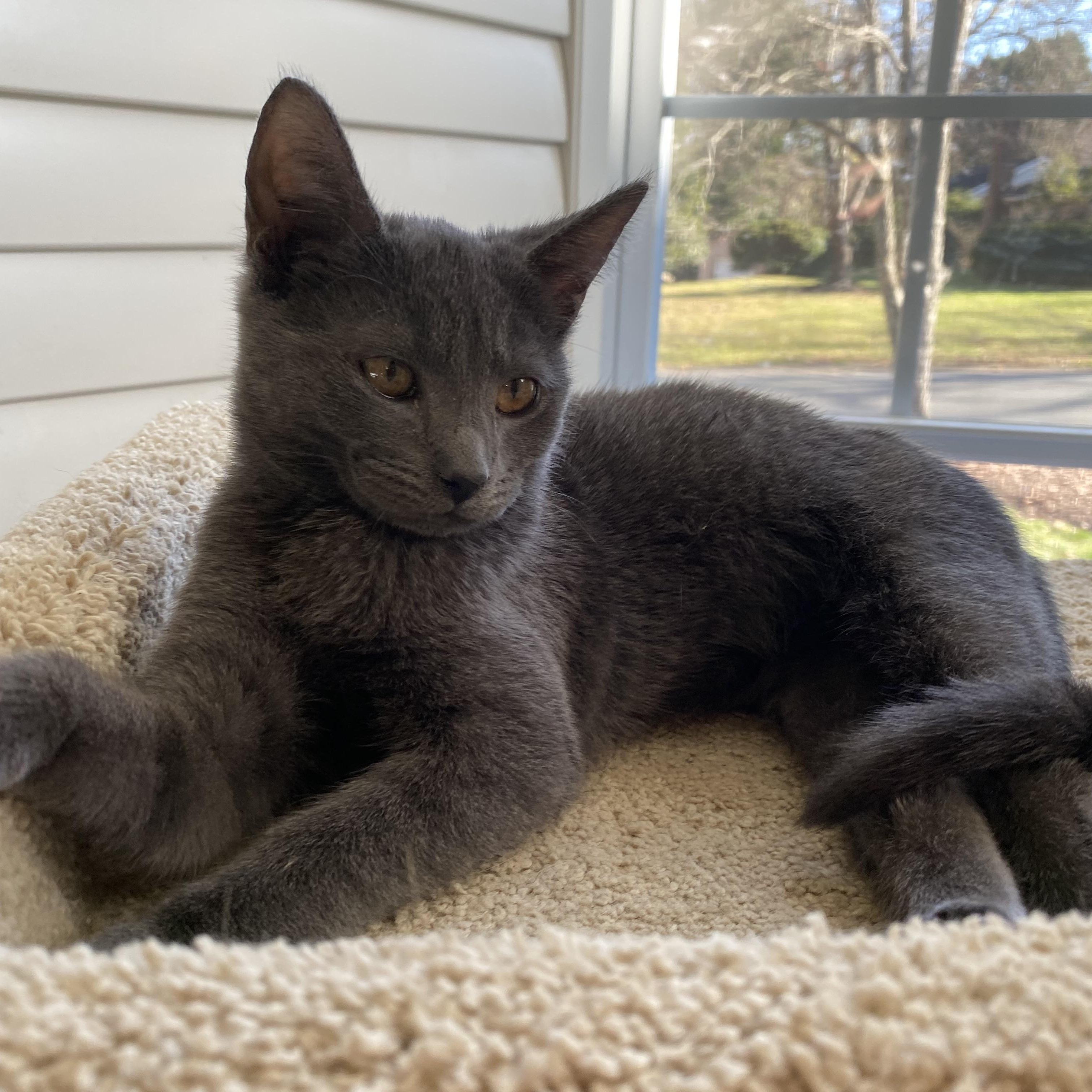 Enlarge Mao, a Adoptable Domestic Short Hair in Charlotte, NC image 2/2