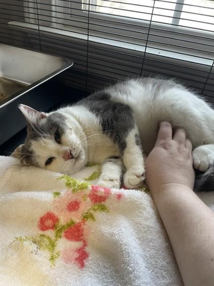 Lorenza, Adoptable, Adult Female Domestic Short Hair & Domestic Short Hair.