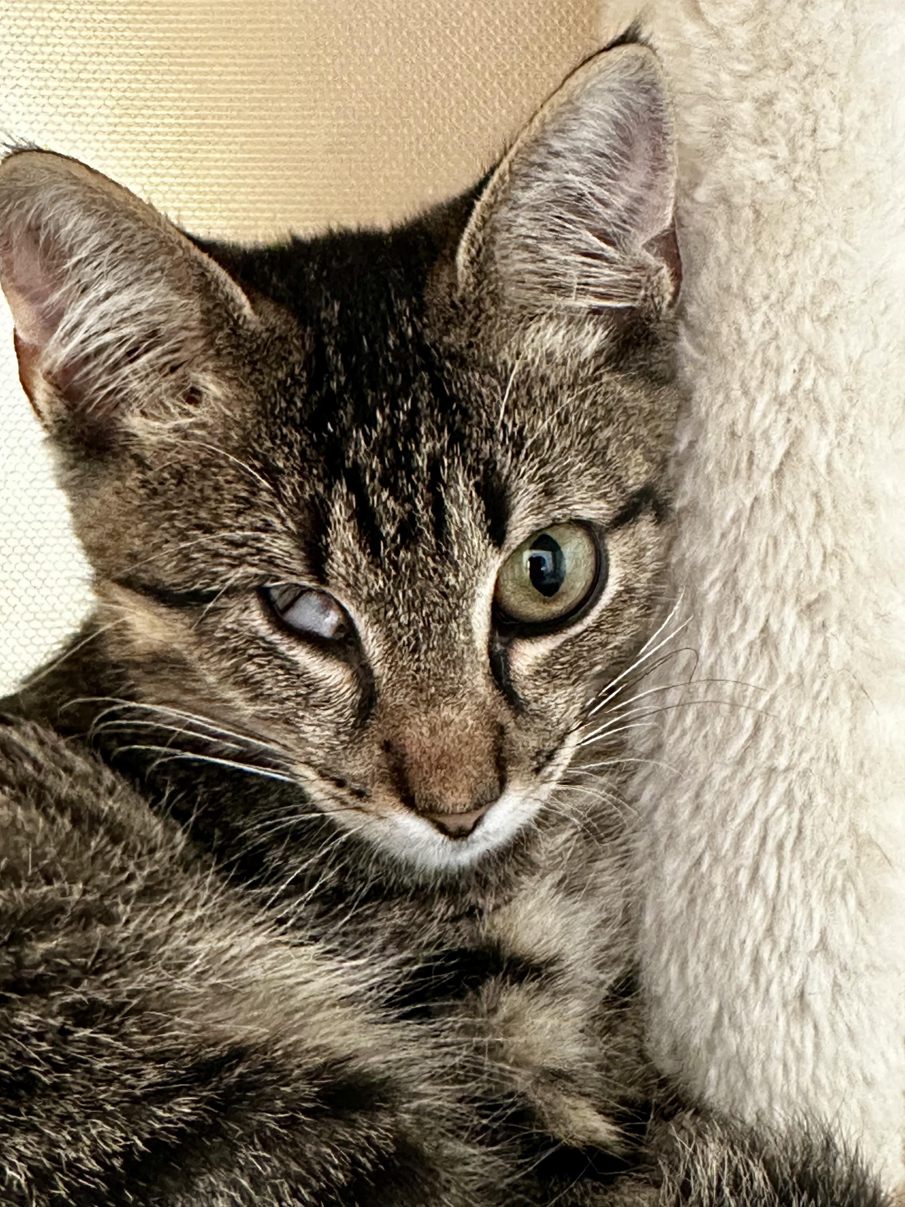 Merlin, Adoptable, Kitten Male Domestic Short Hair.