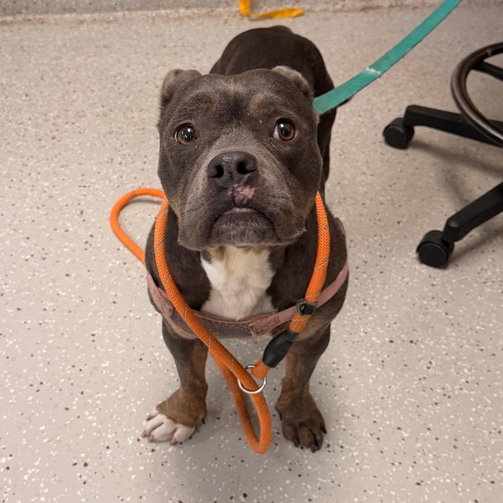 Enlarge Chanel, a Adoptable mixed breed in Indianapolis, IN image 1/4