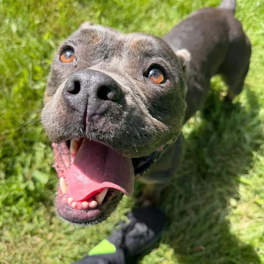 Enlarge Chanel, a Adoptable mixed breed in Indianapolis, IN image 2/4