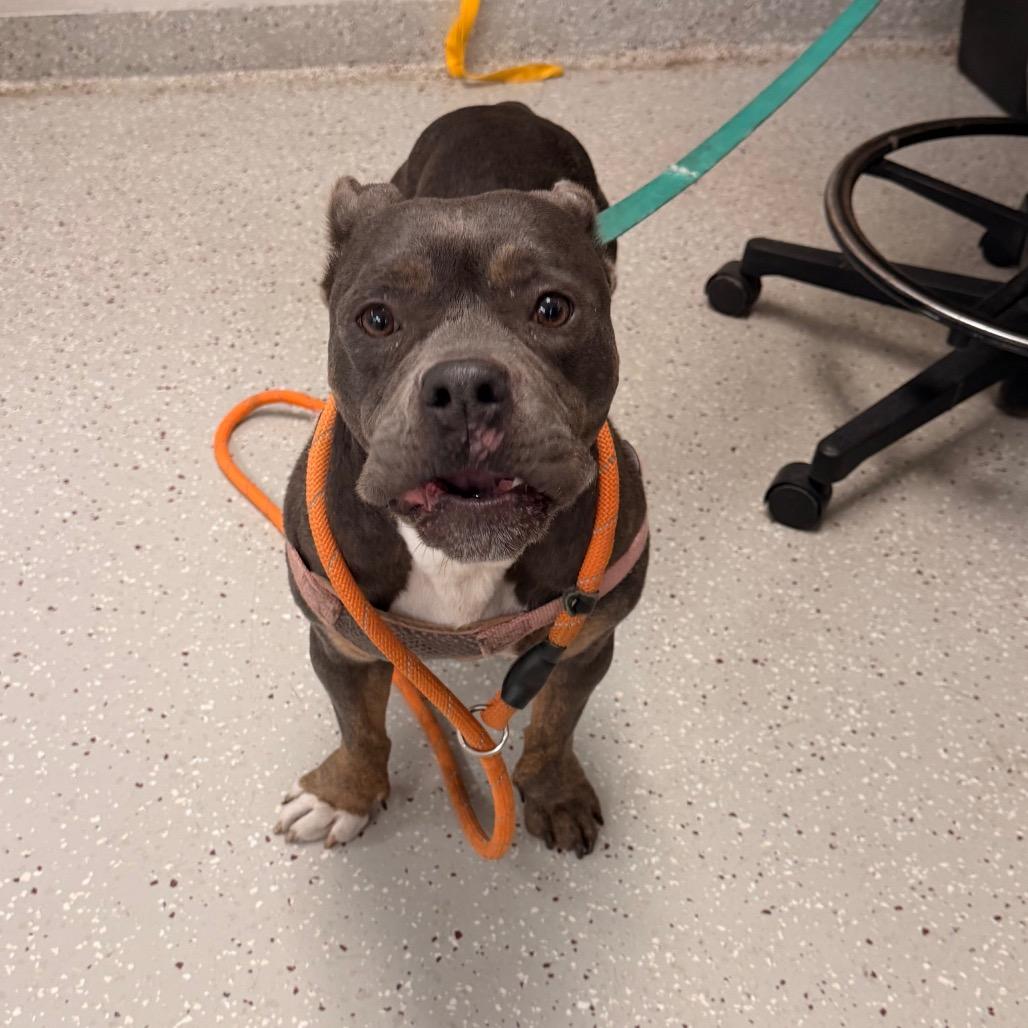 Enlarge Chanel, a Adoptable mixed breed in Indianapolis, IN image 3/4