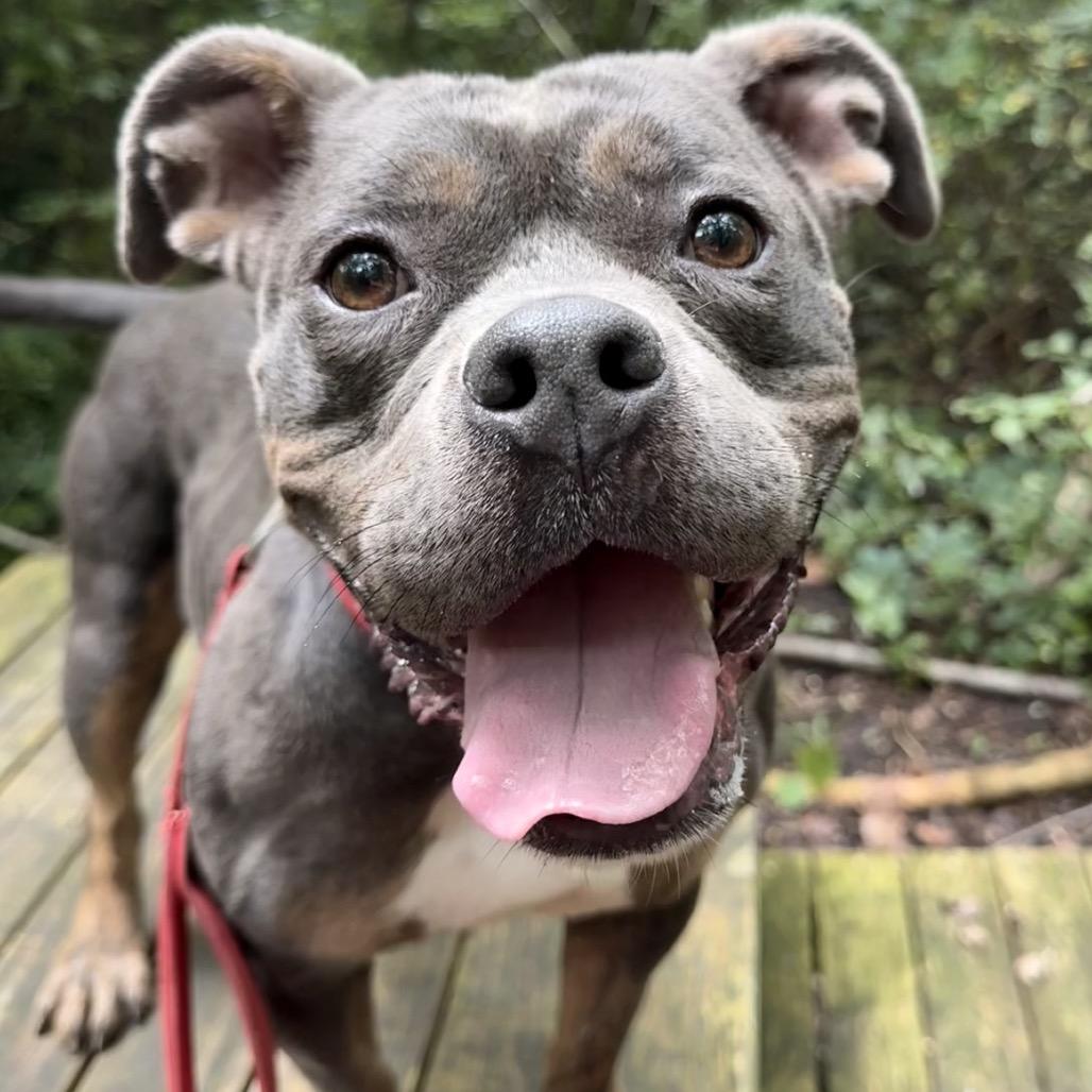 Enlarge Chanel, a Adoptable mixed breed in Indianapolis, IN image 4/4