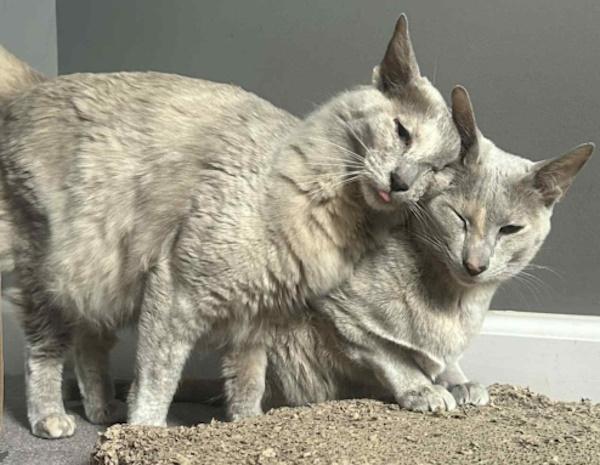 CINNAMON & NUTMEG