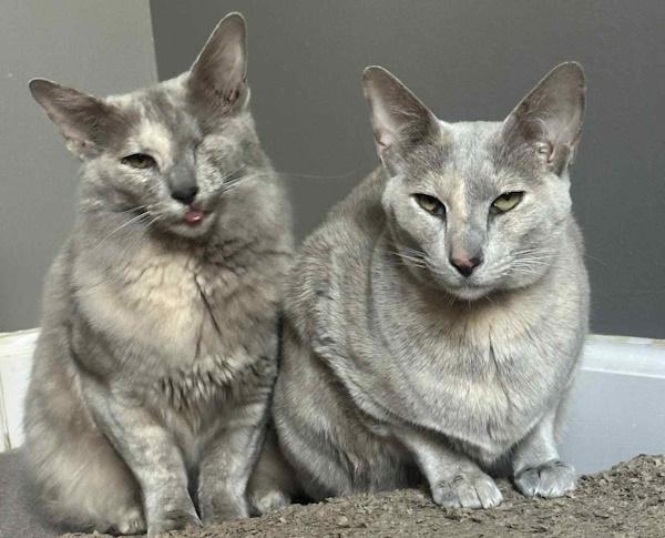 CINNAMON & NUTMEG