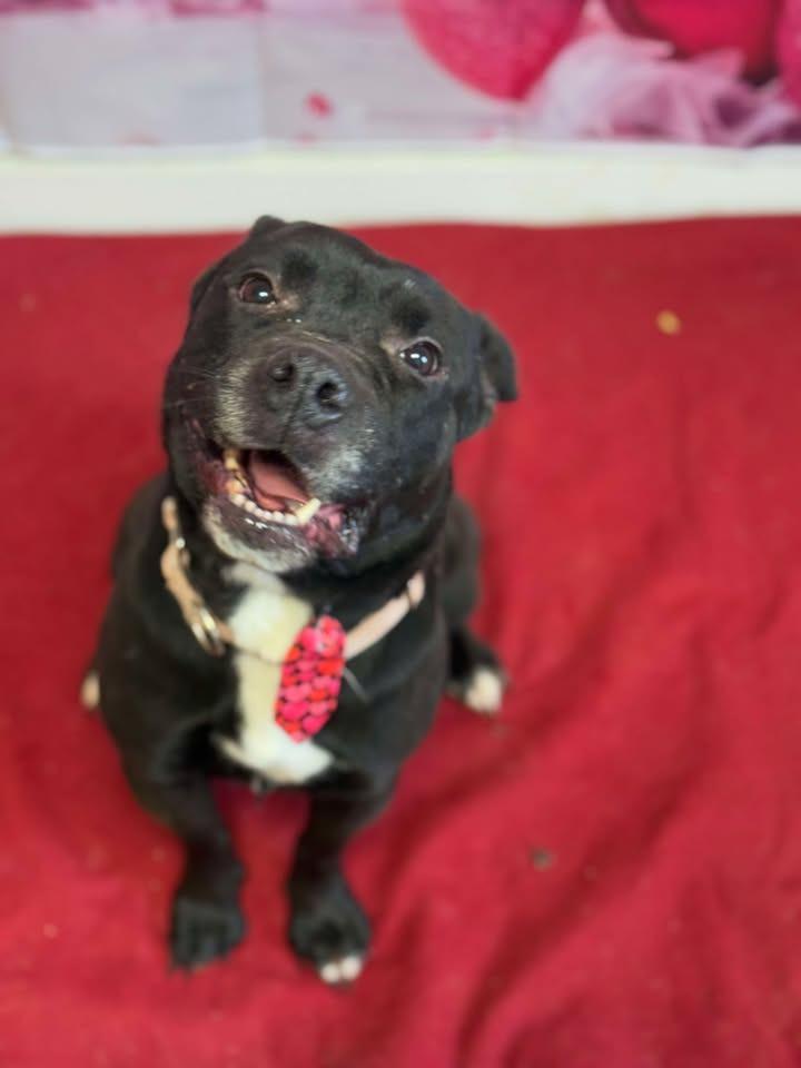 Enlarge Millie, a Adoptable Pit Bull Terrier in Winchester, IN image 1/2