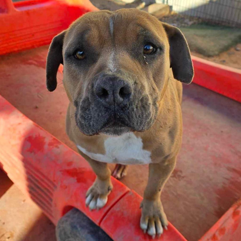 Enlarge Luna Vegas, a Adoptable Pit Bull Terrier in Las Vegas, NV image 1/3