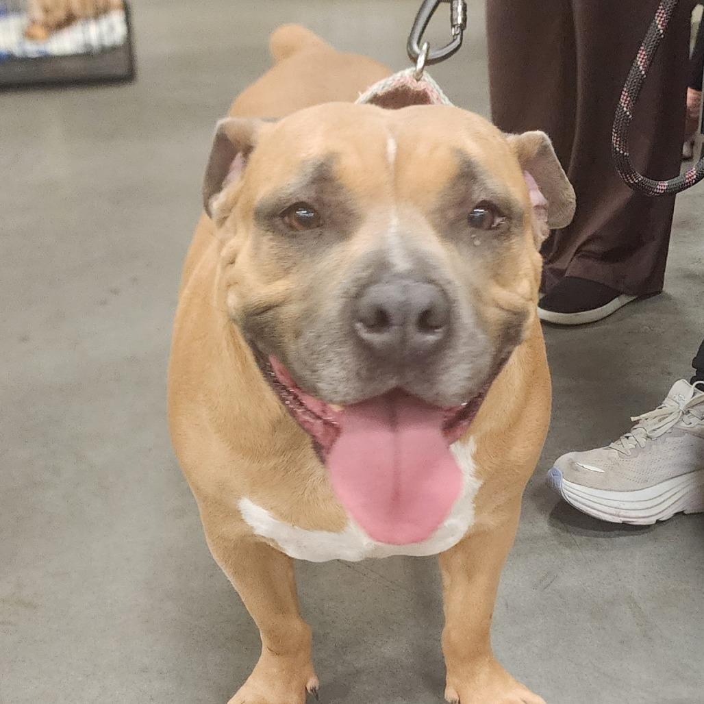 Enlarge Luna Vegas, a Adoptable Pit Bull Terrier in Las Vegas, NV image 2/3