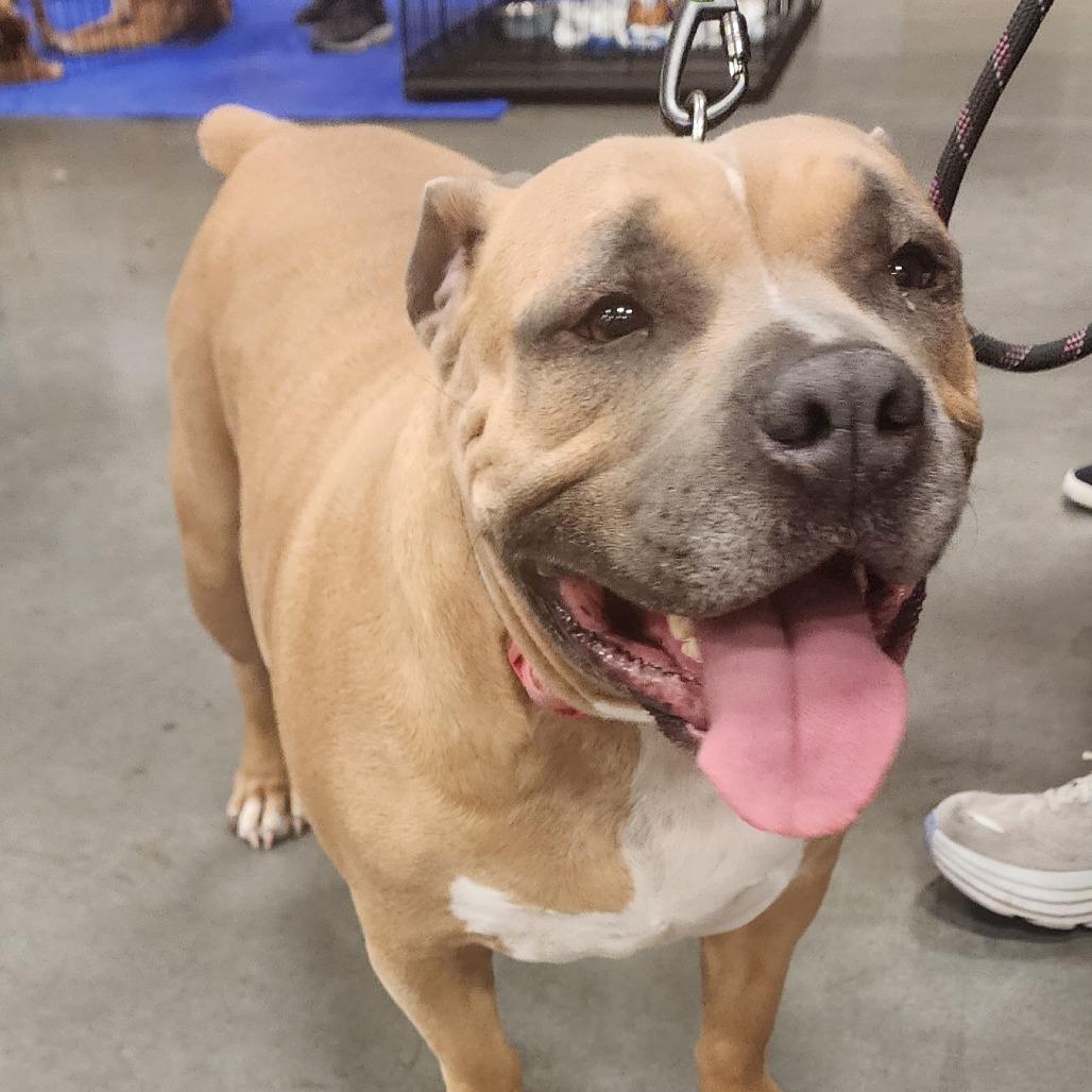 Enlarge Luna Vegas, a Adoptable Pit Bull Terrier in Las Vegas, NV image 3/3