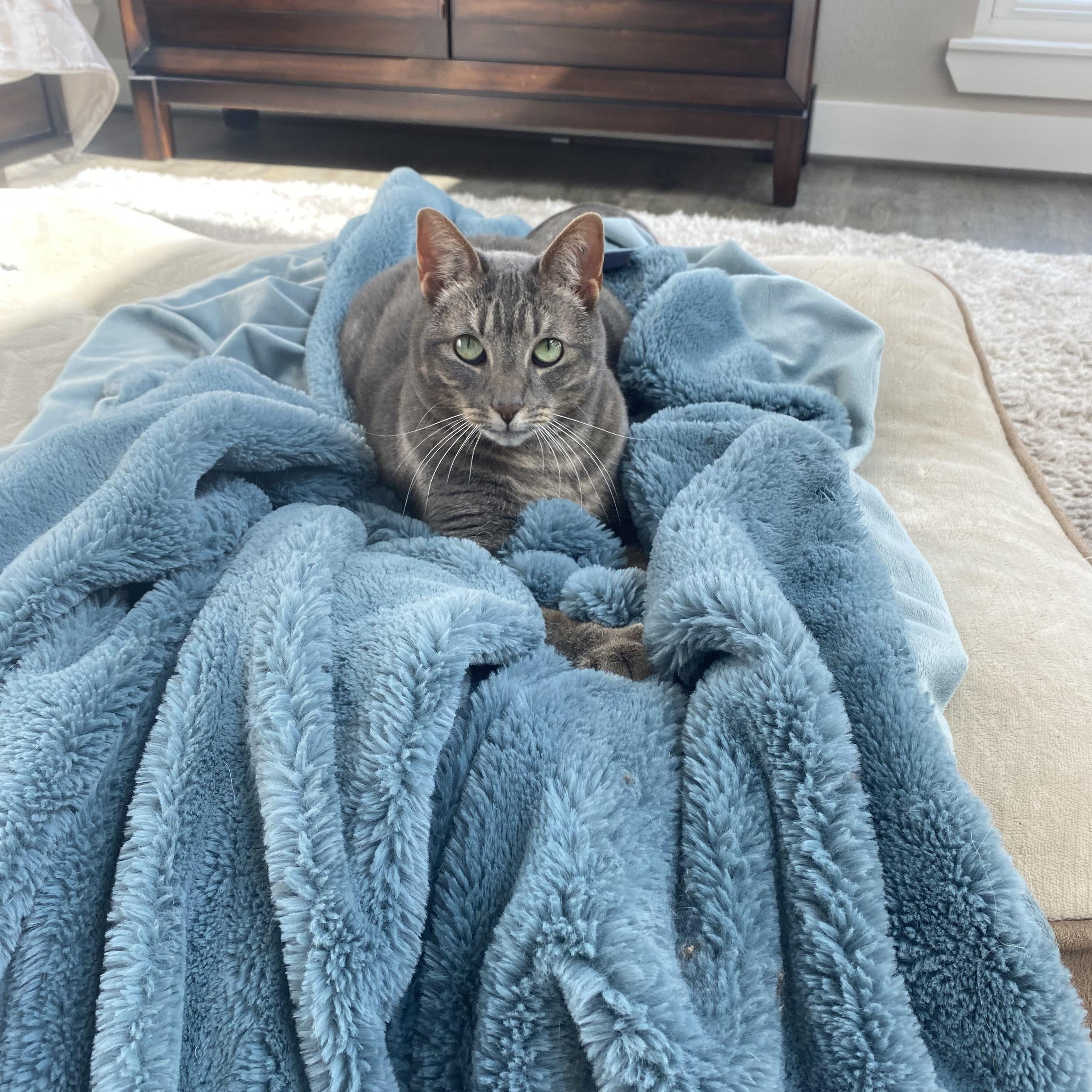 Gracie, Adopted, Adult Female Domestic Short Hair.