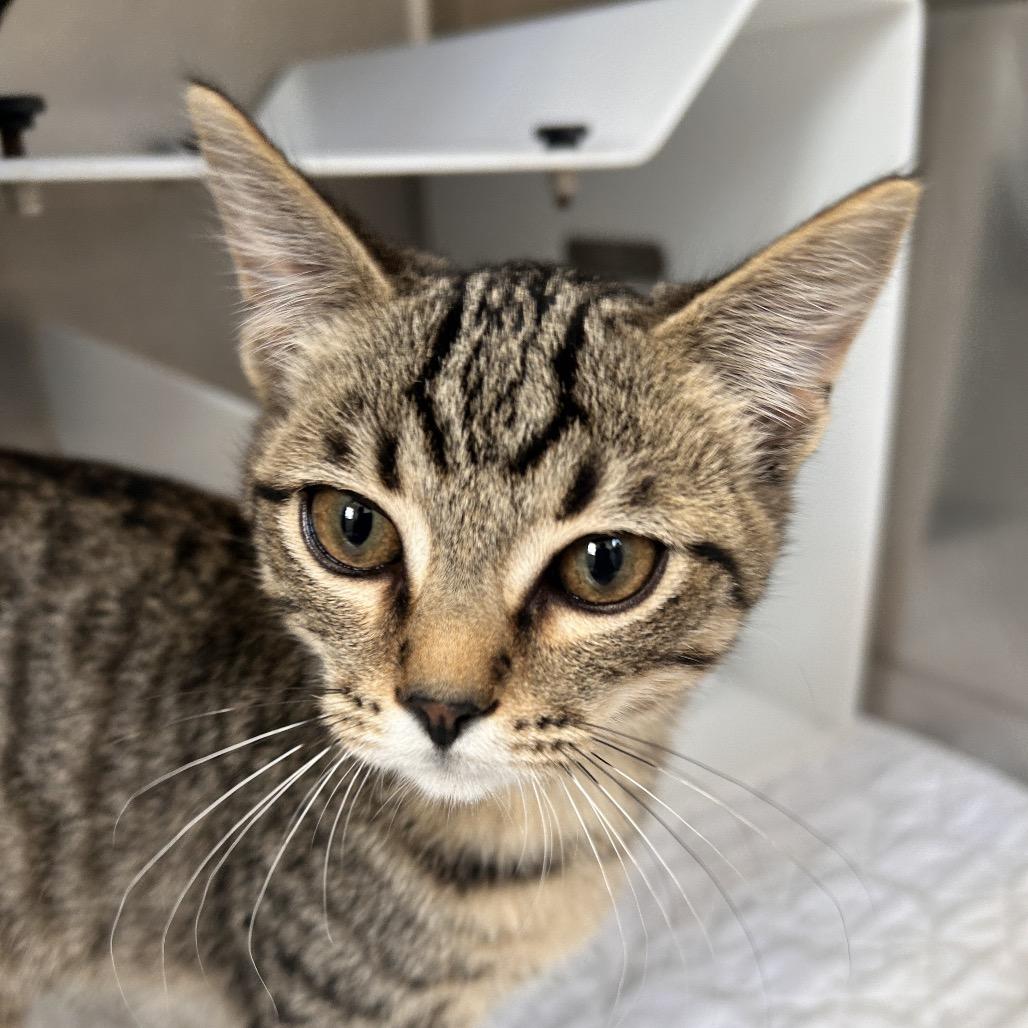 Wren, Adoptable, Kitten Male Domestic Short Hair.