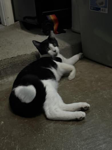 Enlarge Patience, a Adoptable Domestic Short Hair in Fort Worth, TX image 3/6