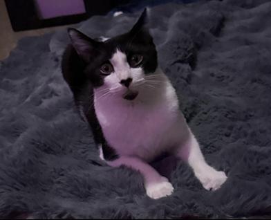 Enlarge Patience, a Adoptable Domestic Short Hair in Fort Worth, TX image 4/6