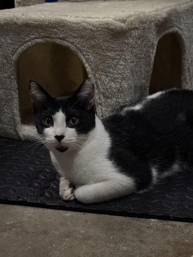 Enlarge Patience, a Adoptable Domestic Short Hair in Fort Worth, TX image 5/6