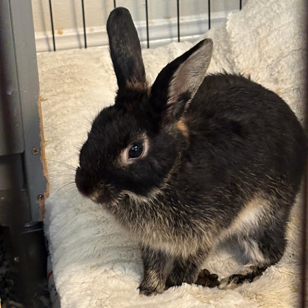 Jerry, Adoptable, Young Male Netherland Dwarf.