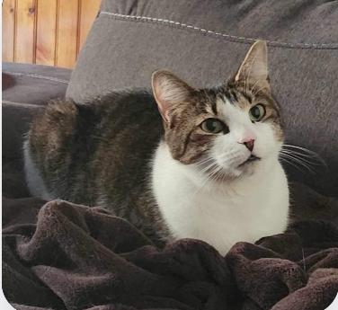 Richard female, a Adoptable Domestic Short Hair in Manchester, CT image 2/2