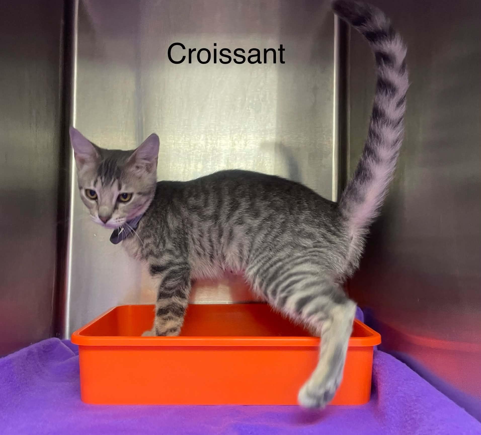 Enlarge Croissant - Adopted 9/12/26, a Adopted Tabby in Livonia, MI image 2/3