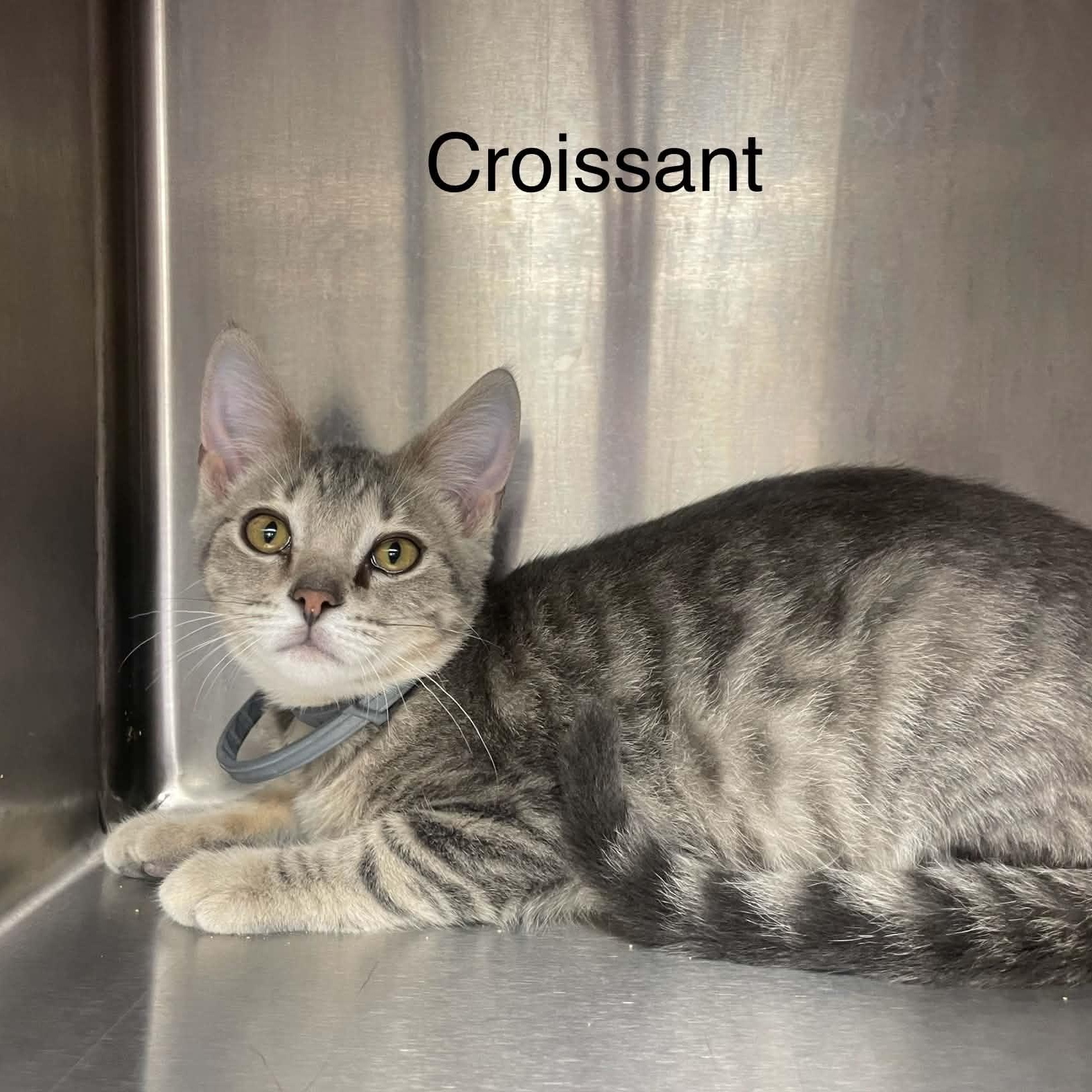 Enlarge Croissant - Adopted 9/12/26, a Adopted Tabby in Livonia, MI image 1/3